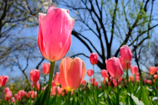 Tulipes. Tulipes.