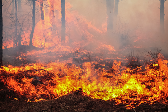 Feu de forêt