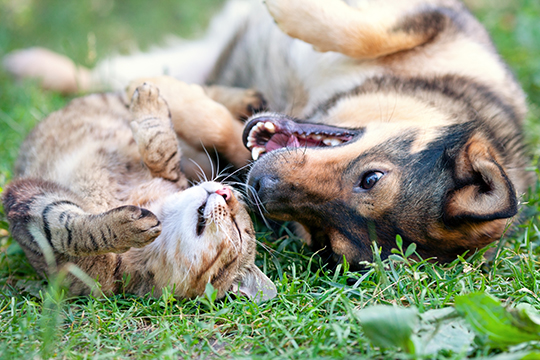 Cat and dog playing together Cat and dog playing together