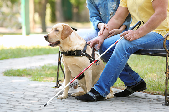 A woman and man with guide dog sitting on bench in park.