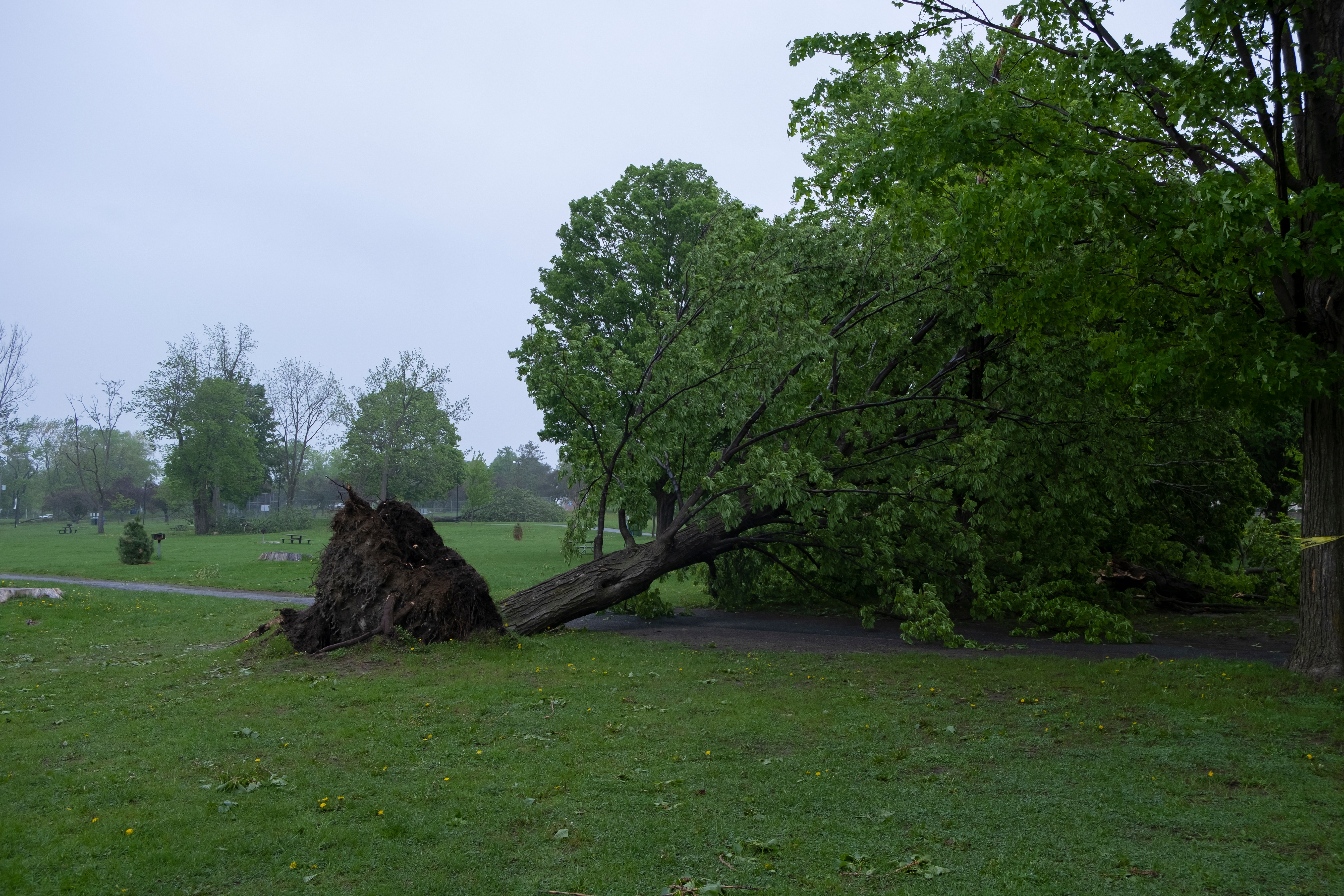 Arbre déraciné dans le sillage de l’ouragan.