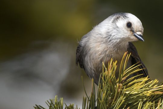 L’oiseau national du Canada est le mésangeai du Canada.