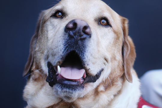 Golden retriever.