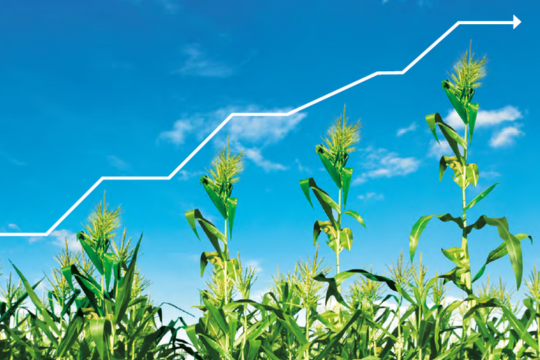 Foodflation graphic showing a broken line graph rising over stalks of corn..