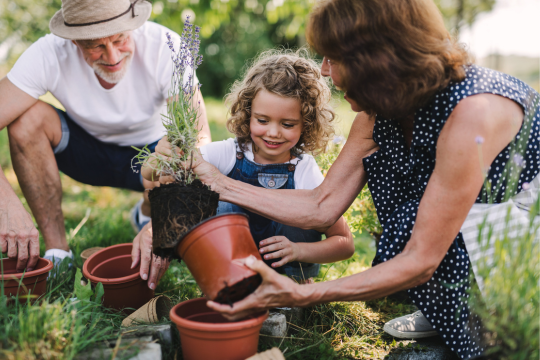 Grands-parents enseignant le jardinage à leur petite-fille. teaching their granddaughter about gardening.