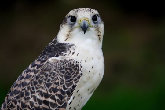 Gyrfalcon.