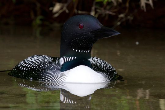 Common loon.