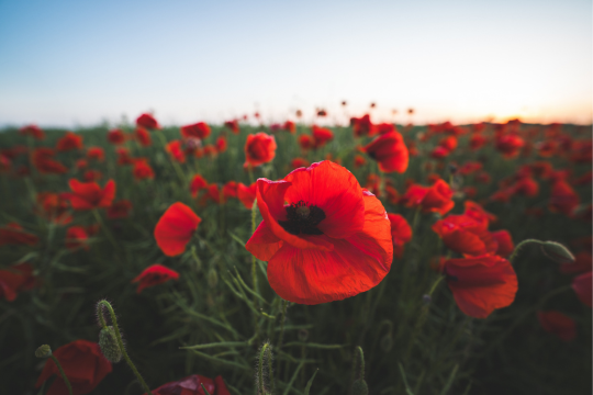 Field of poppies.
