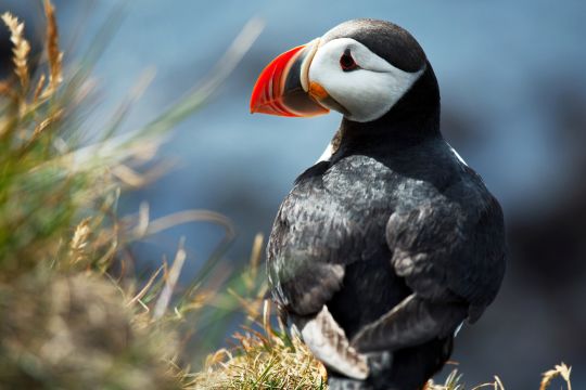 Puffin.