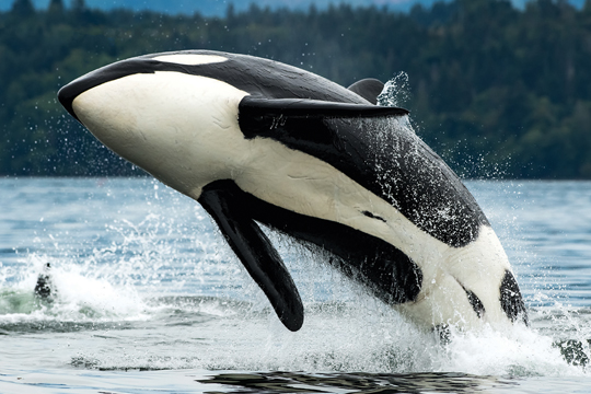 Orca whale.