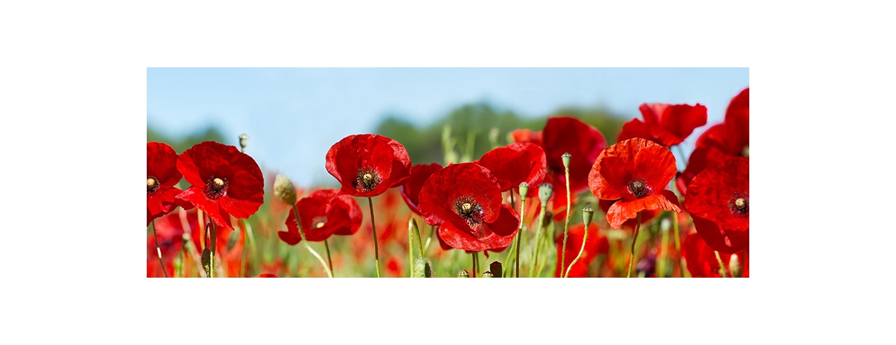 Poppy field