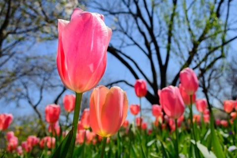 Tulipes. Tulipes.