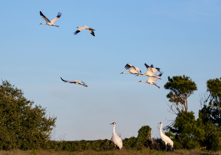 Grues blanches en vol.