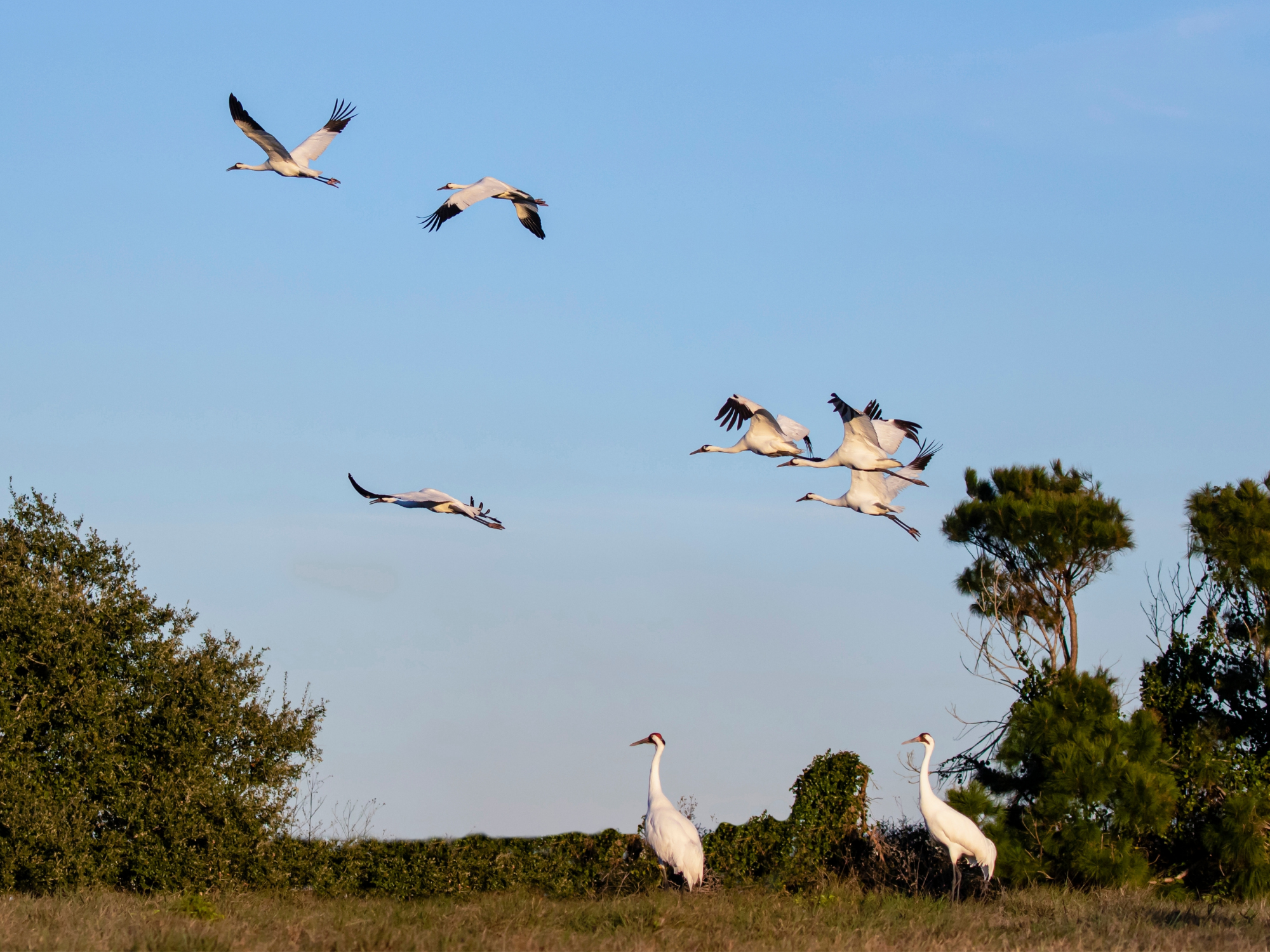 Grues blanches en vol.