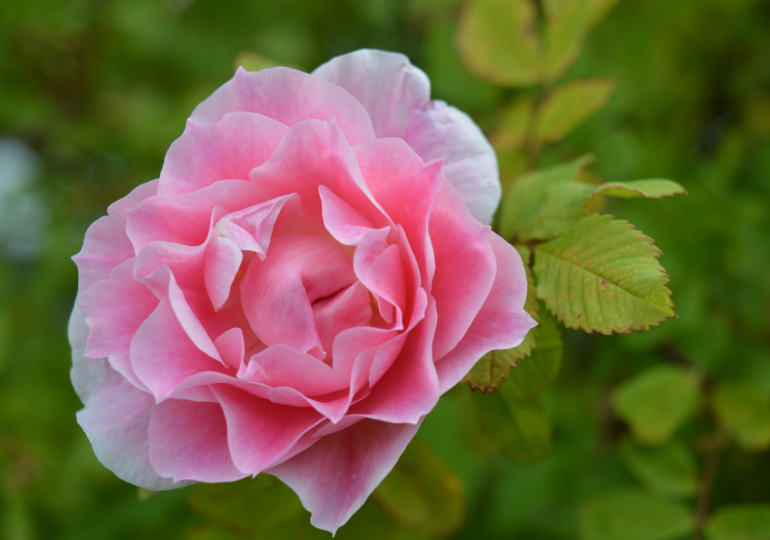 Rosa « Martin Frobisher », premier rosier de la série Explorateur du Canada.