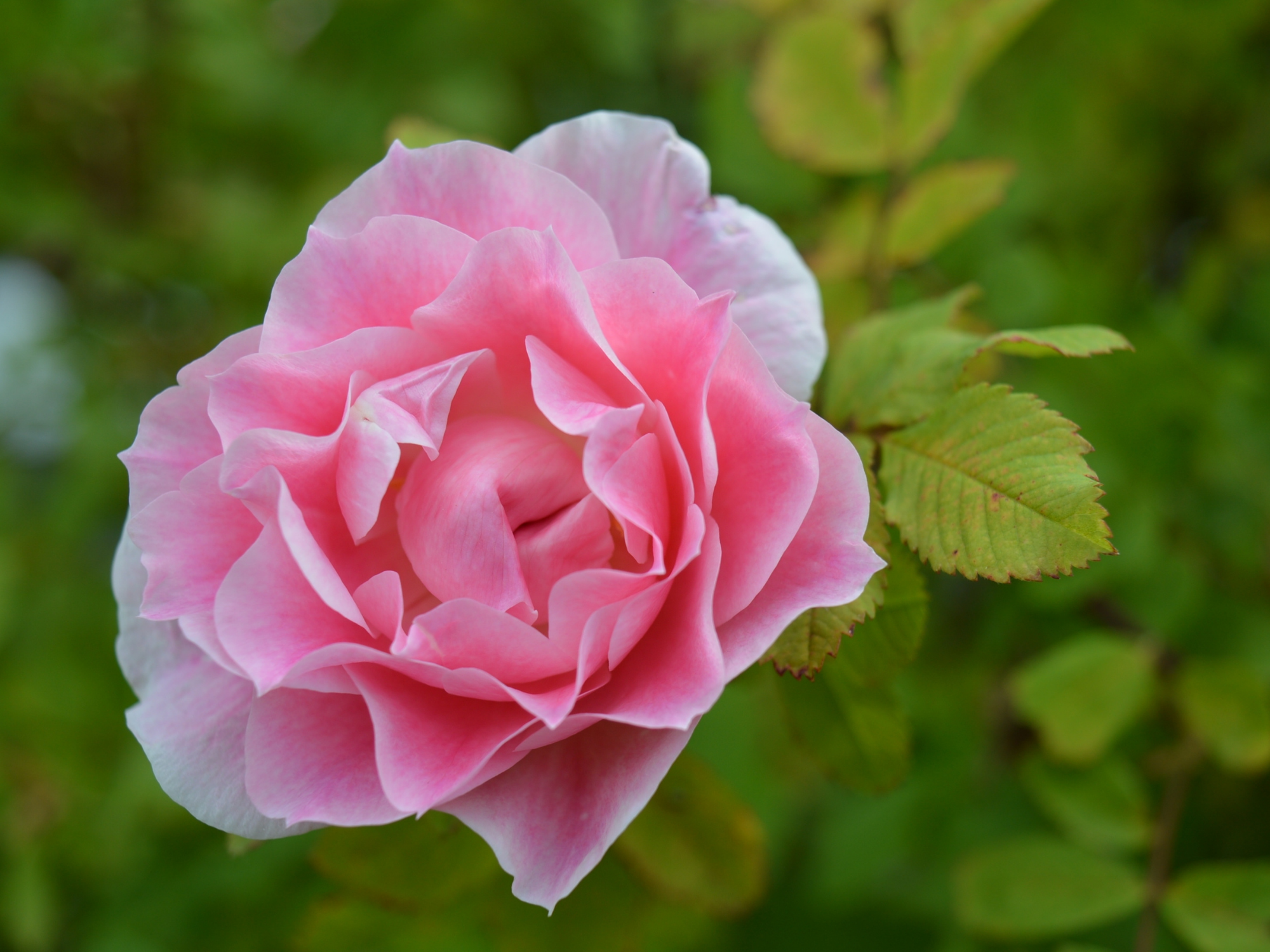 Rosa « Martin Frobisher », premier rosier de la série Explorateur du Canada.